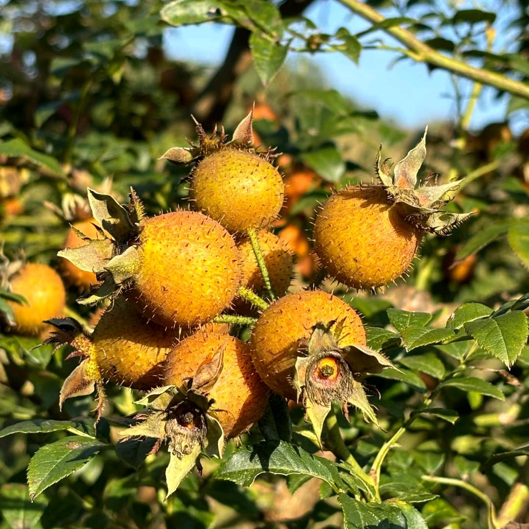 刺维鲜安顺金刺梨