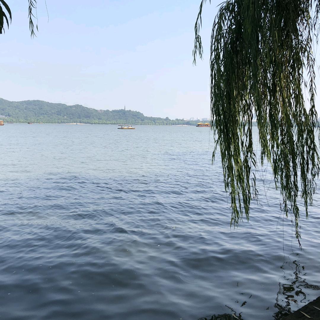 陕西一棵花