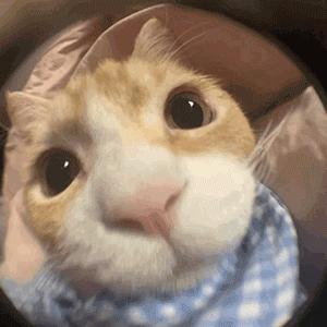小困包🥱