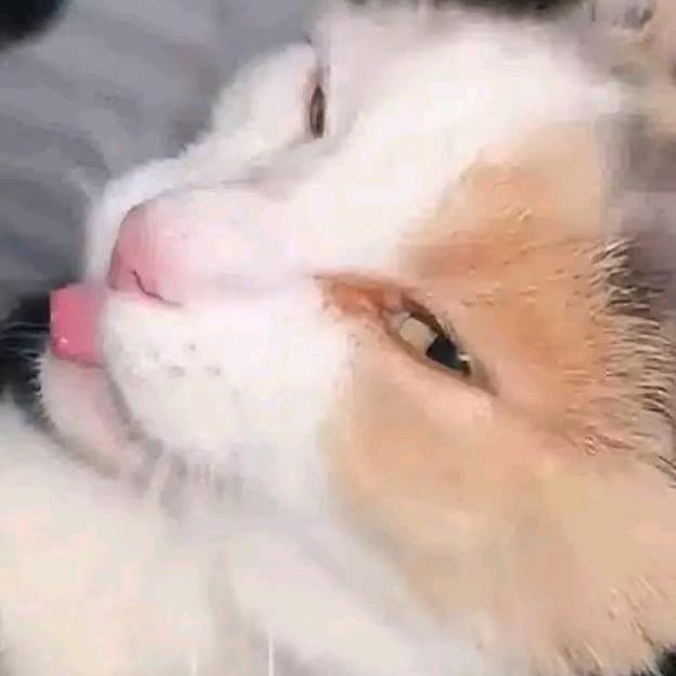 断梦