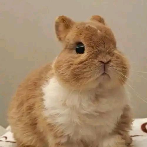兔🐰