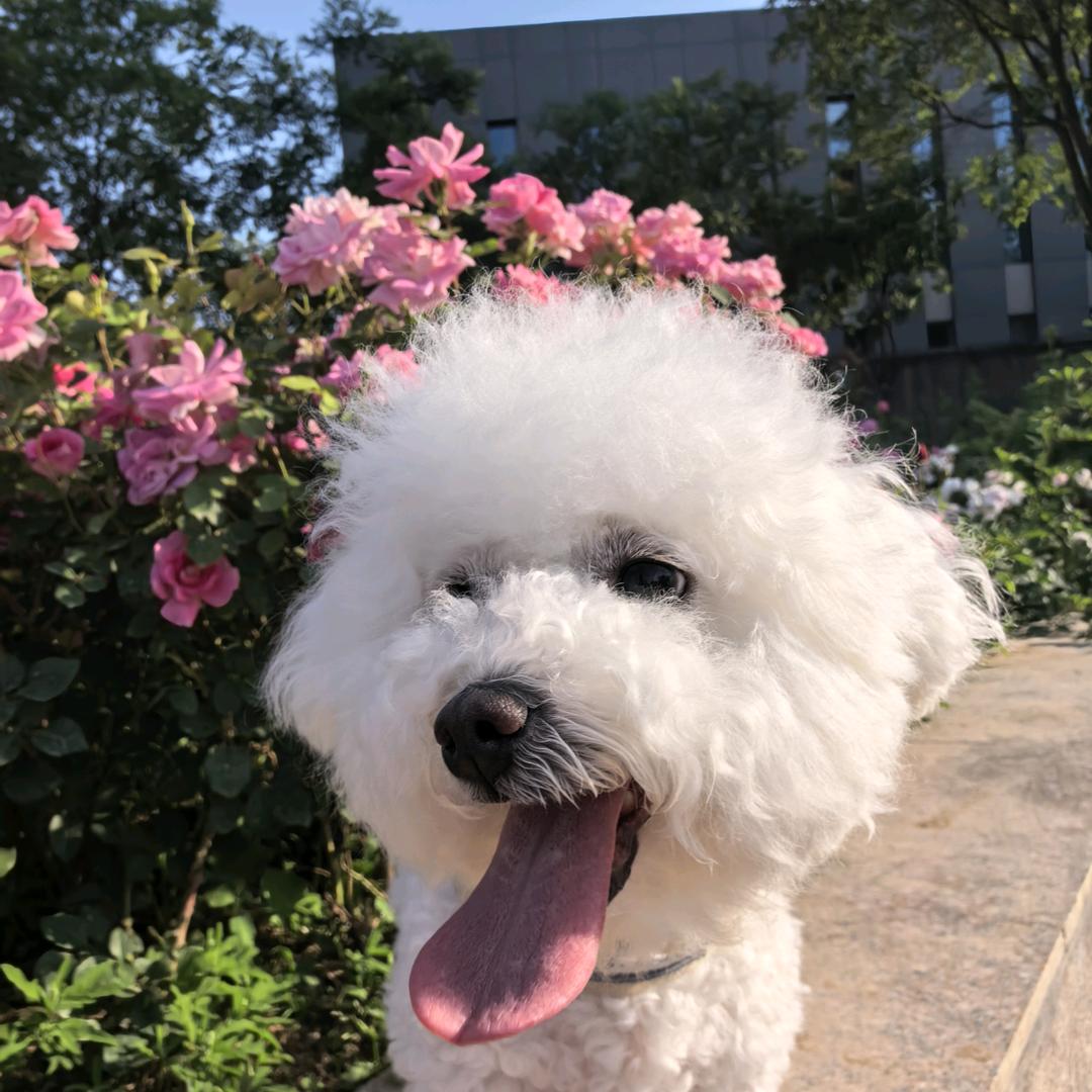 张来福是狮子座♌