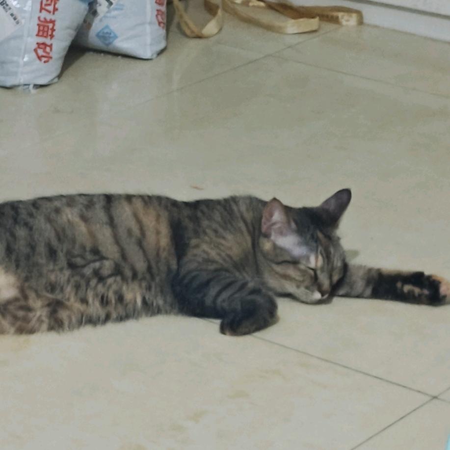 猫猫猛攻（三角洲跑刀版）