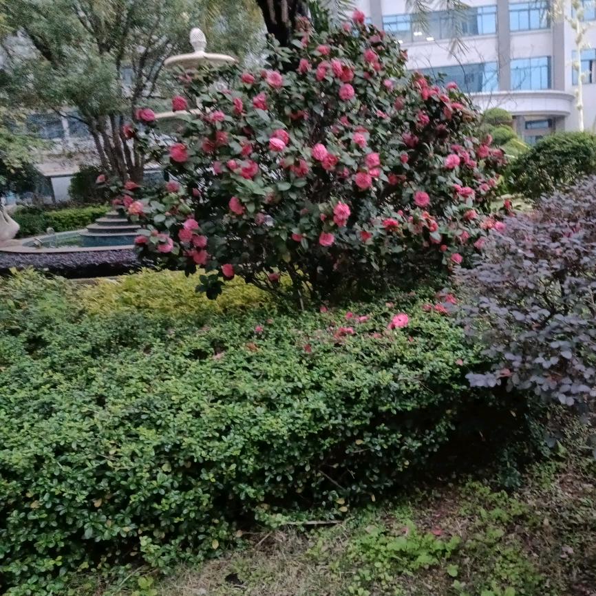 杨柳青