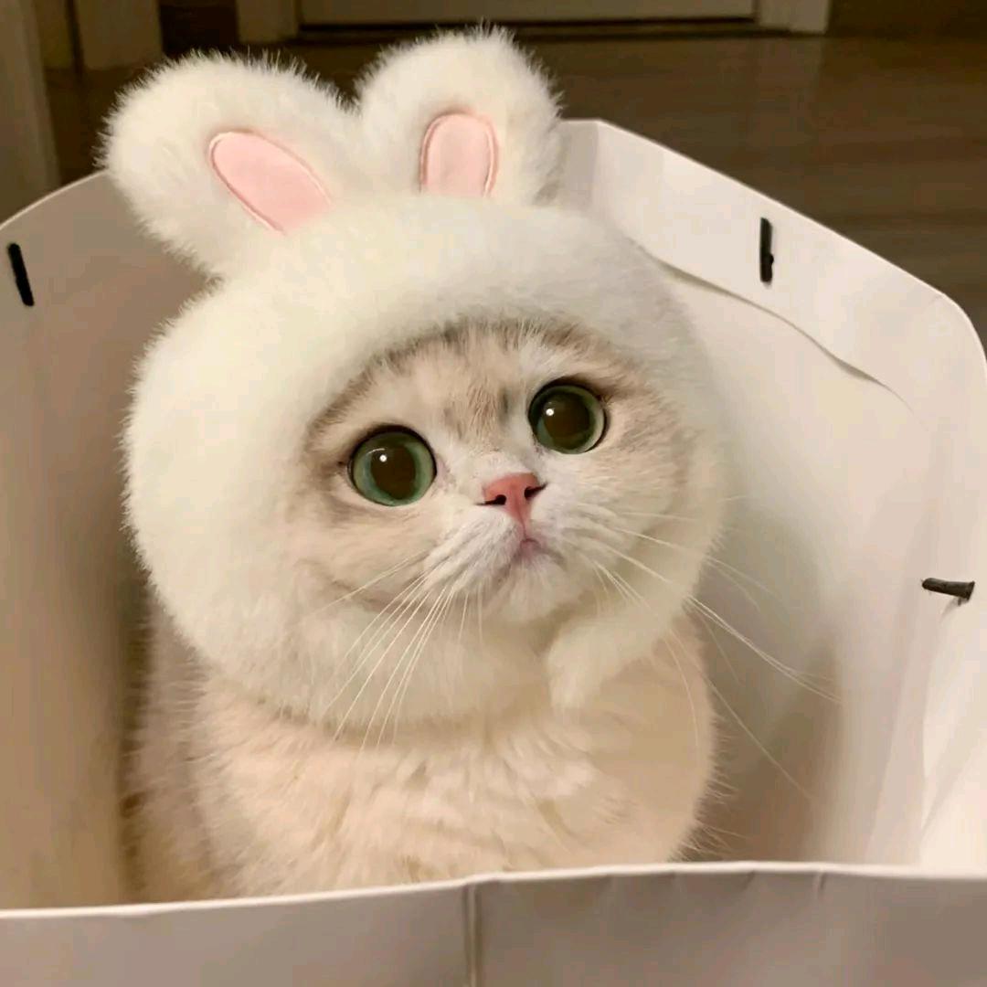 悦
