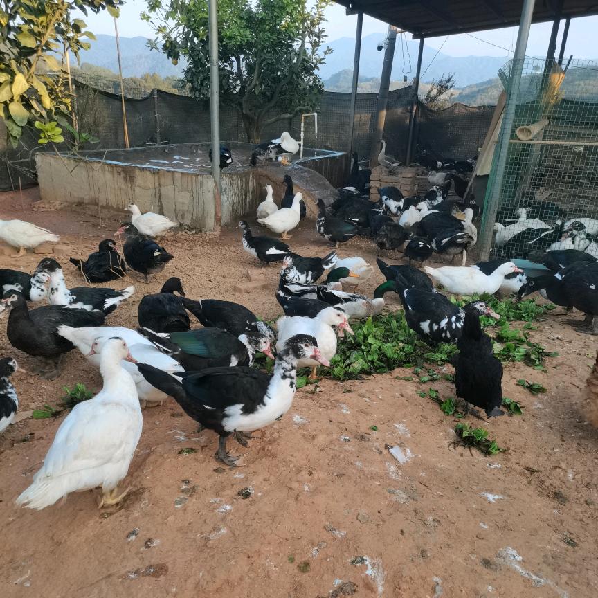 请叫我敏姐姐😘