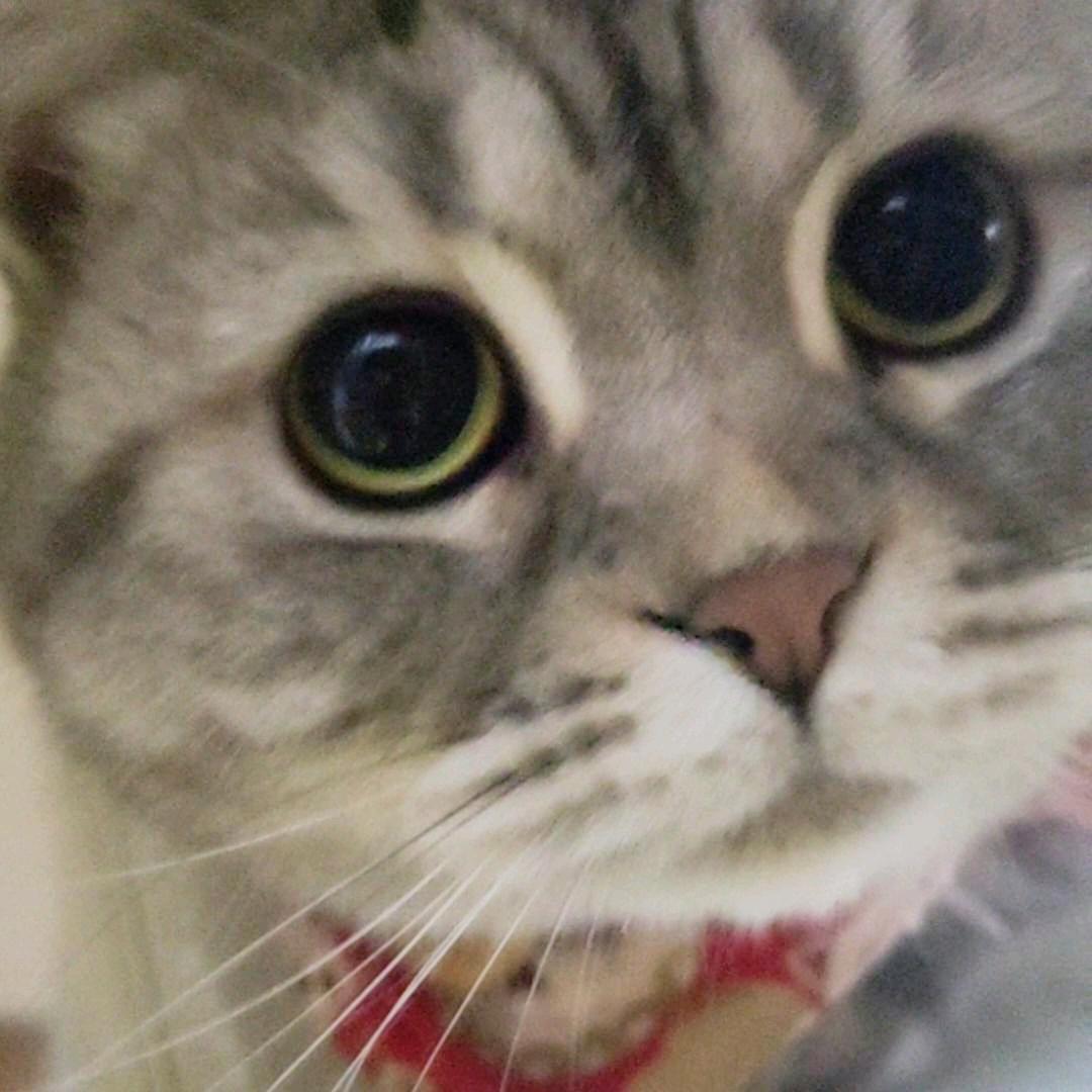 茉莉粥