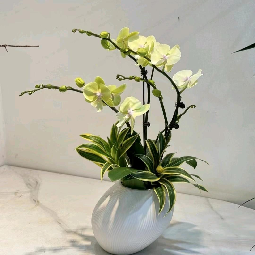 温馨满屋花卉