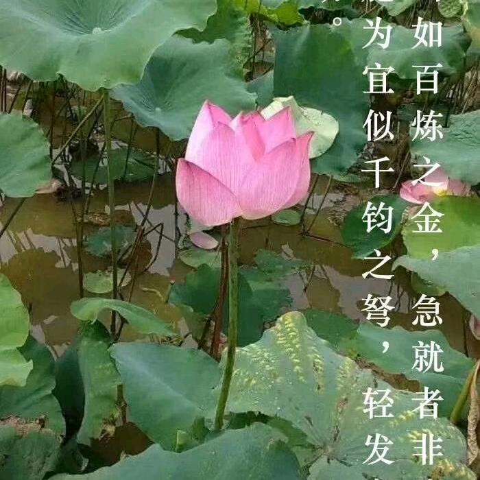 日进斗金