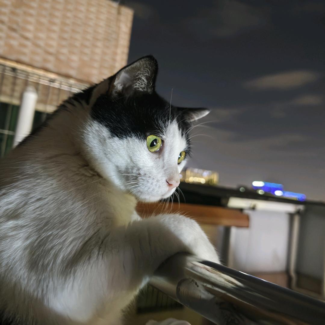 少爷是一只猫咪