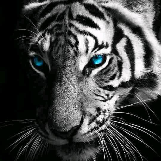 爷的江山自己扛