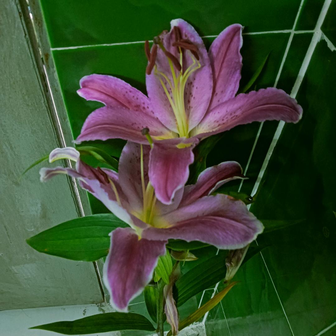 开心每一天🌹