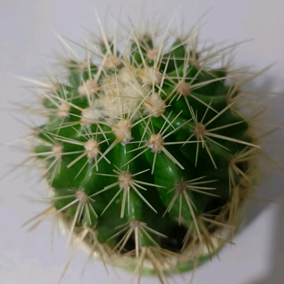 🍒᭄🐕浅笑不语ꦿ ঞ@⁵²º᭄