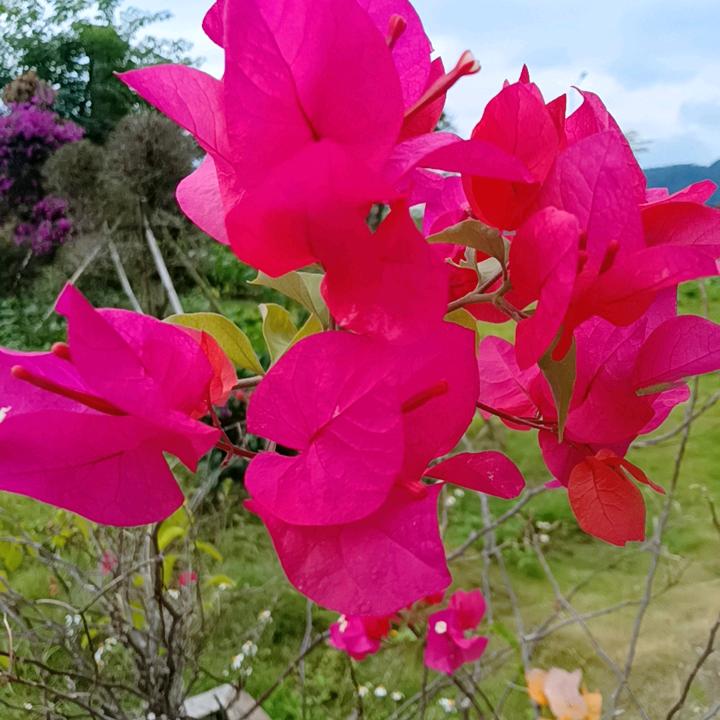 夏日的遗憾