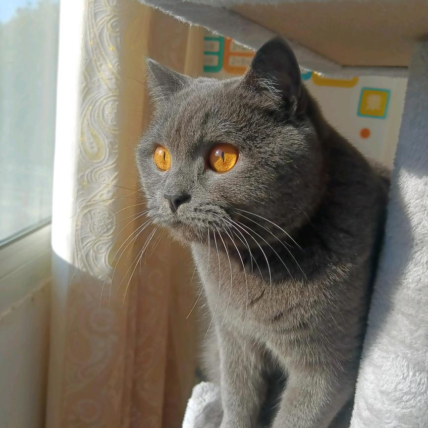 肥波