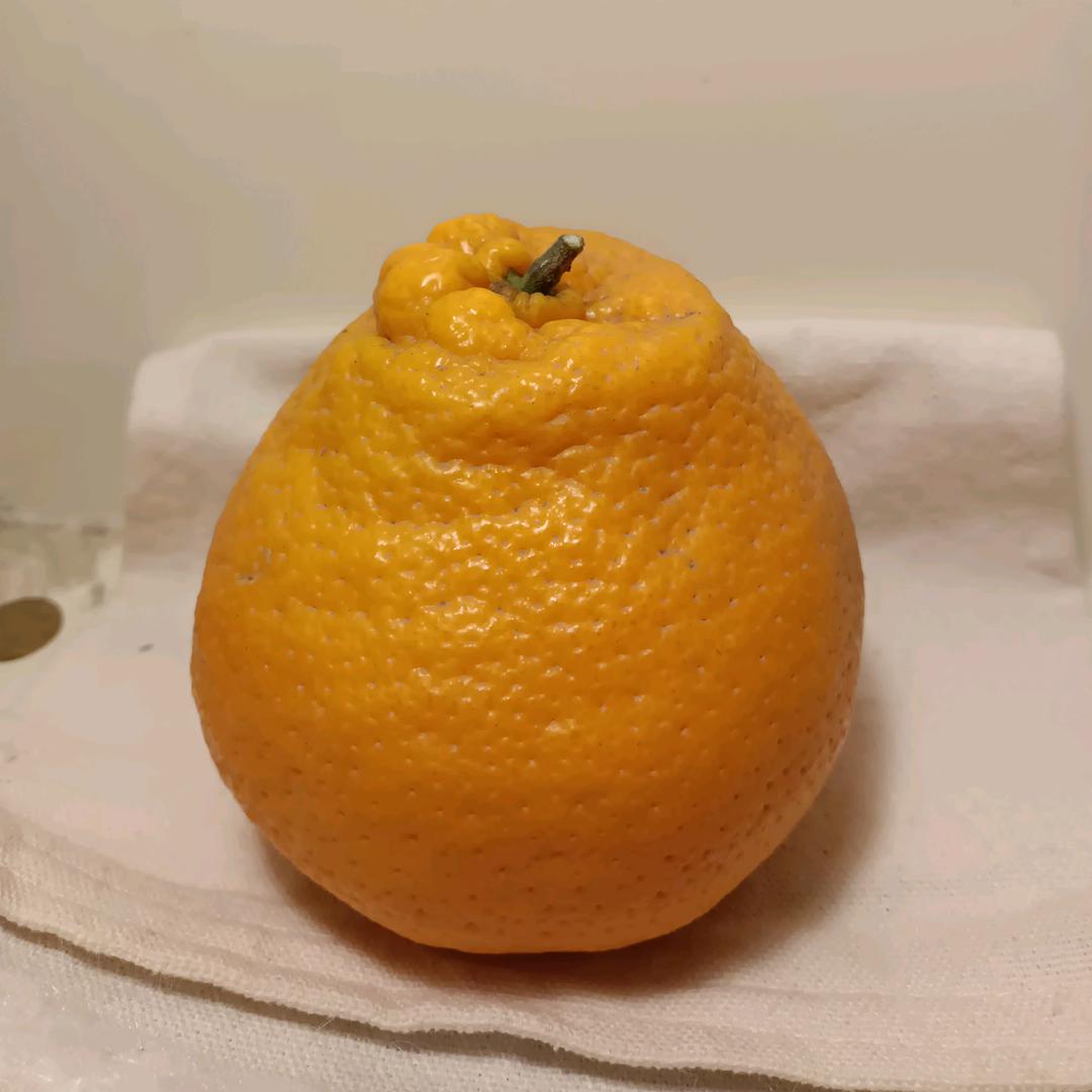 耙耙柑大王