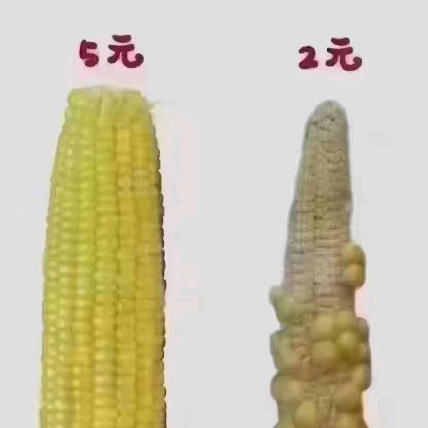 皂户李通达园林波哥白蜡，国槐，榆树，柳树