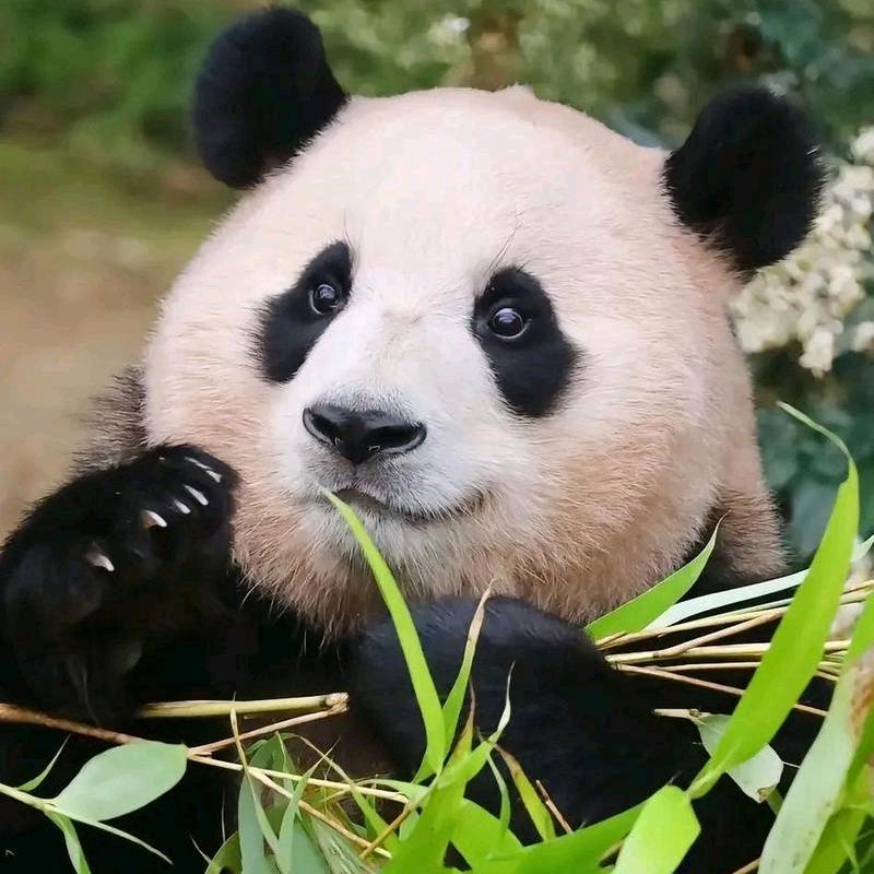 凌梓