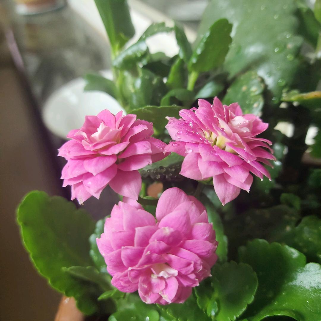 春天的花朵