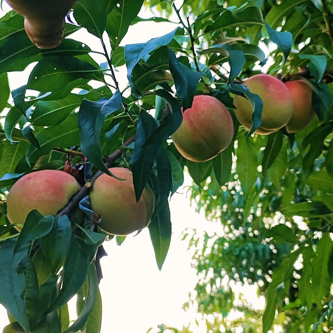 乌托邦 (共享生态果园)