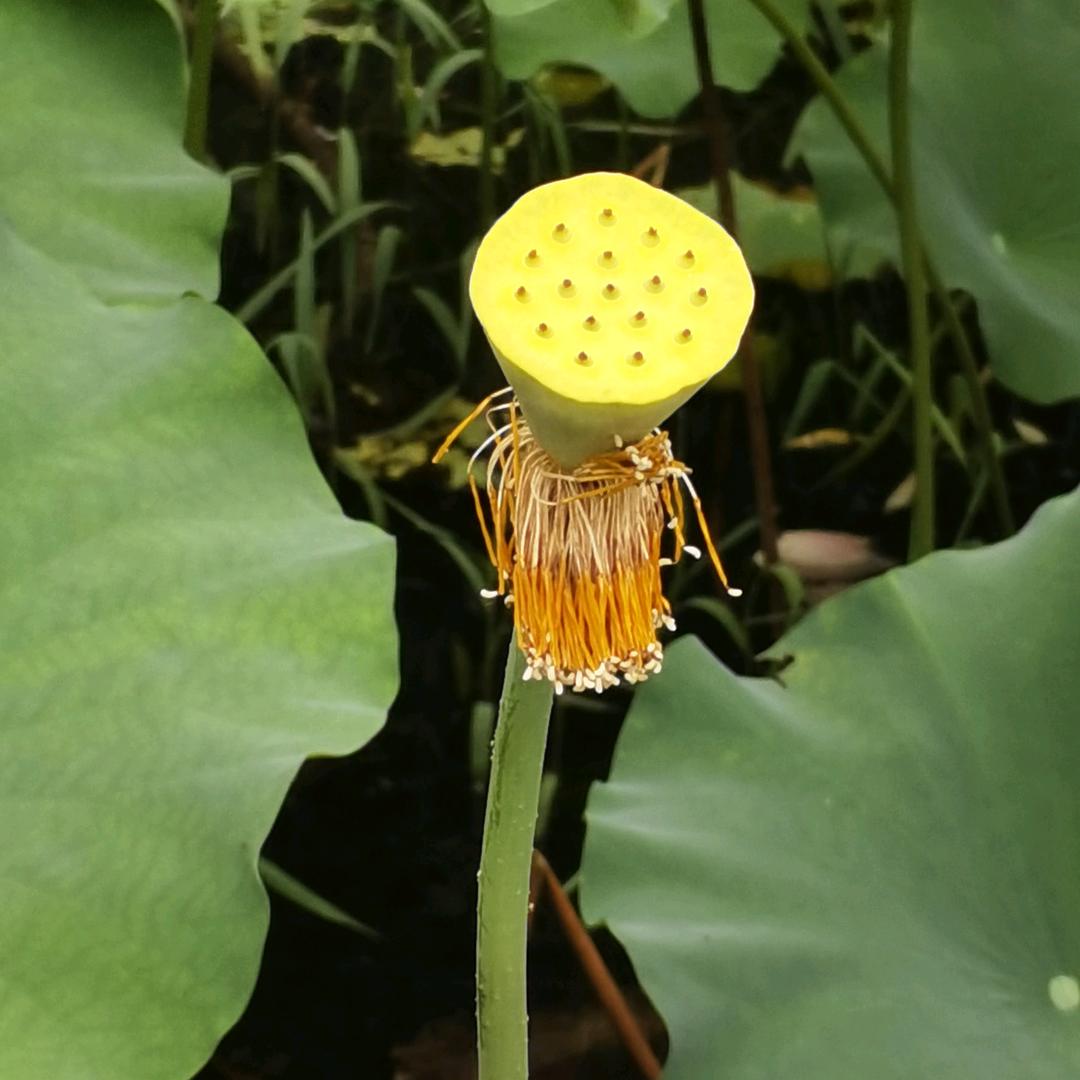 巢湖柳工