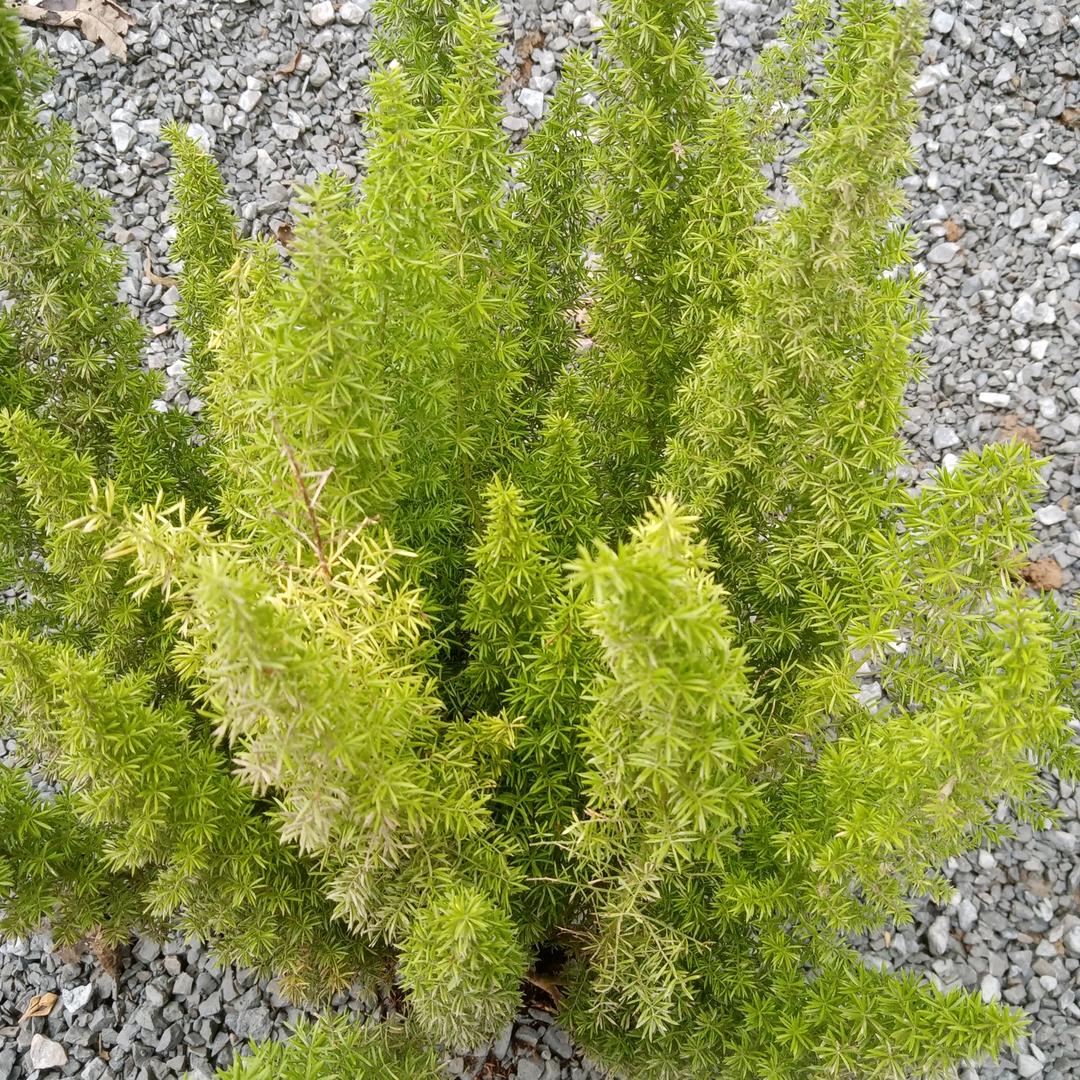 晓草帽（下午14：18）