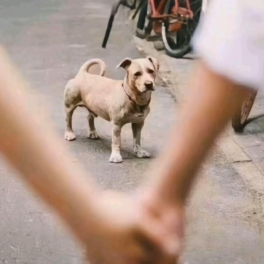 阿拉木