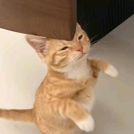 小茂密