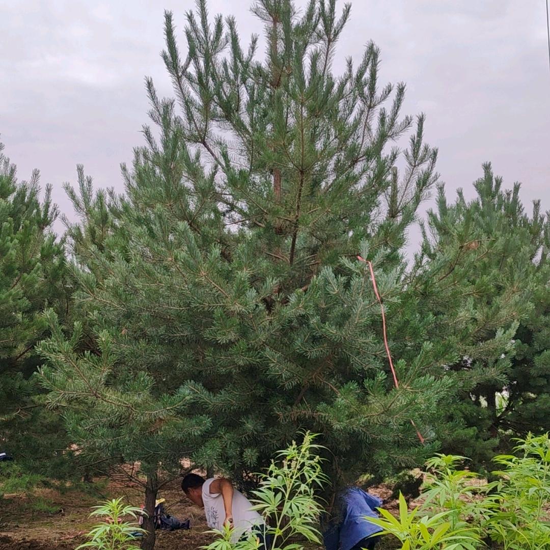 龙腾景观绿化苗木