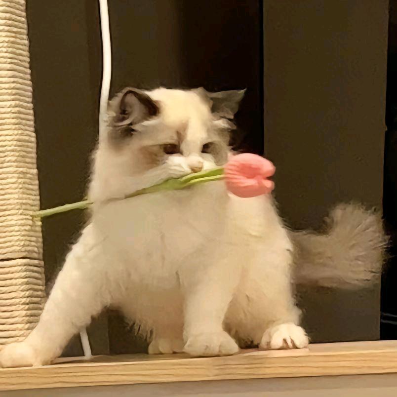 秋安