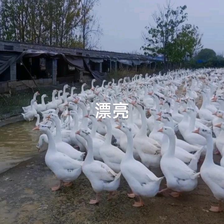 许英