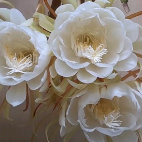 香雪兰