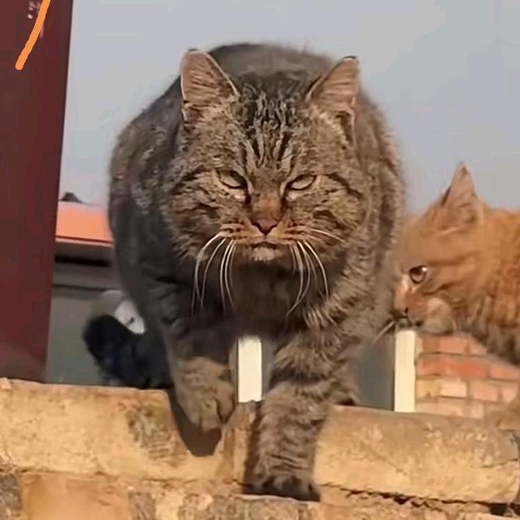 柠檬水