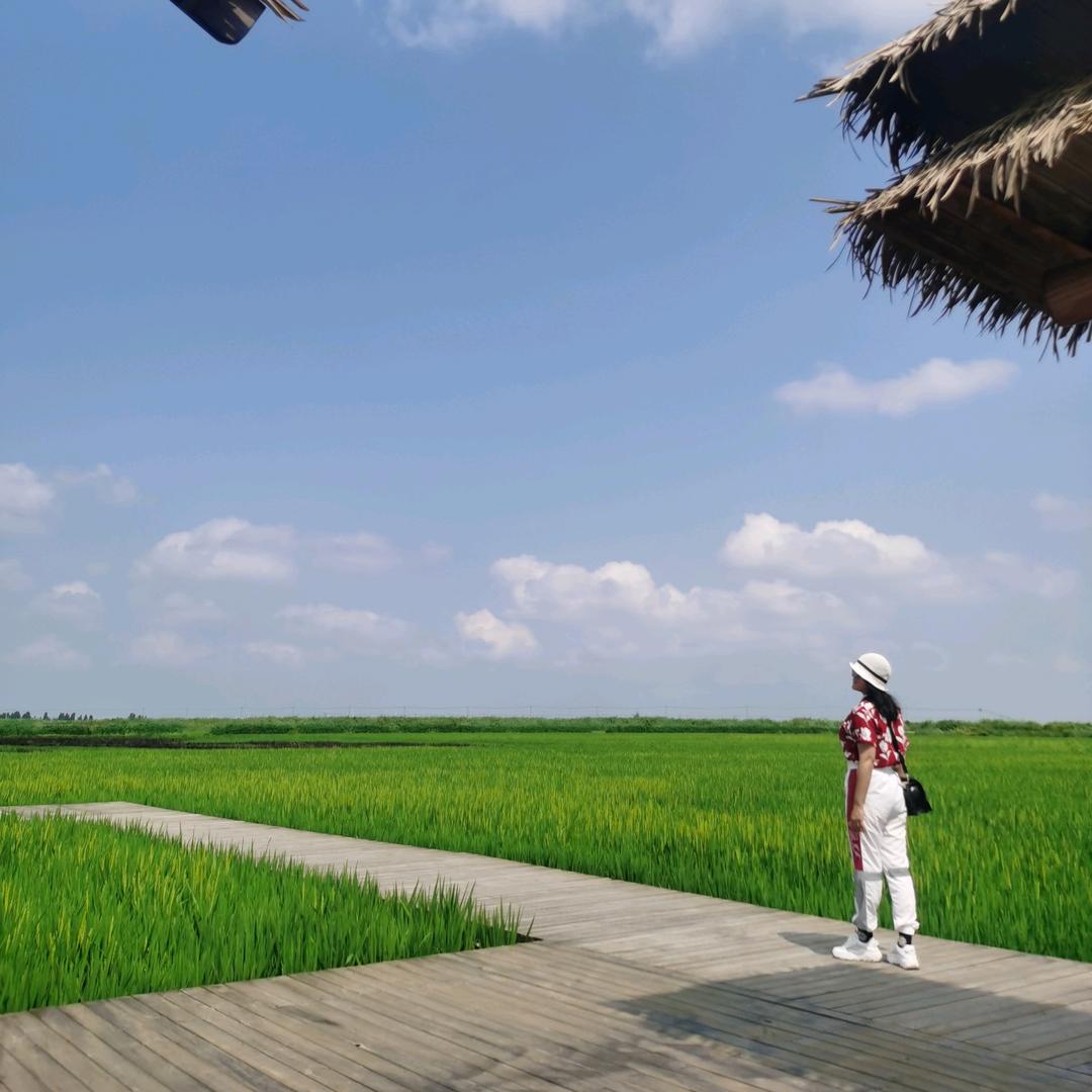 椰子好吃果难摘