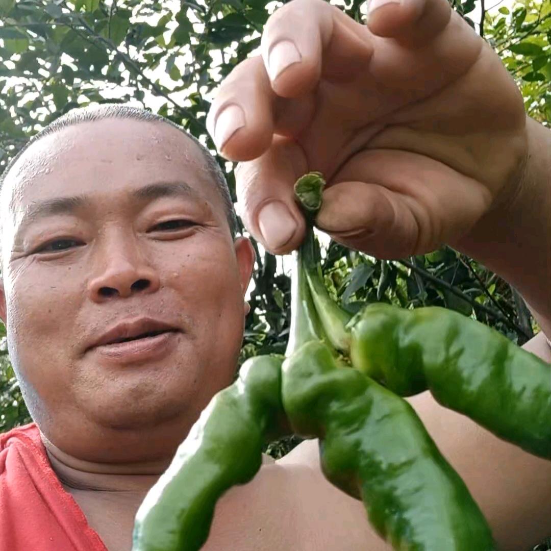 岩六屯光头佬辣椒🌶️