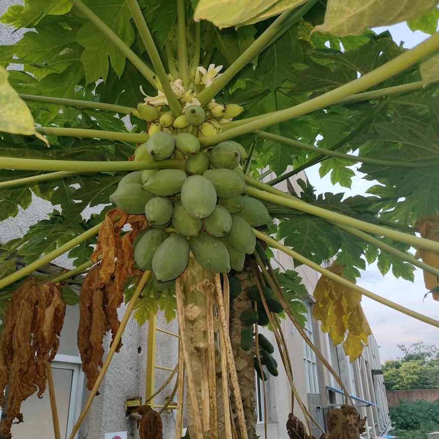 龍骨殿