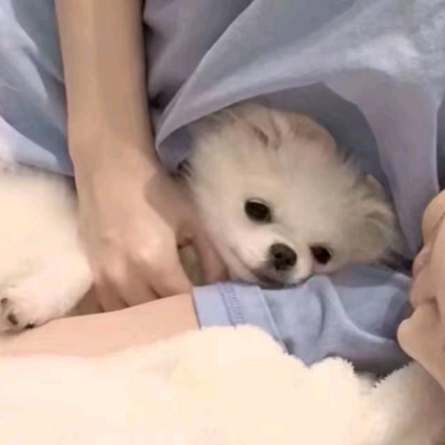 赞赞控