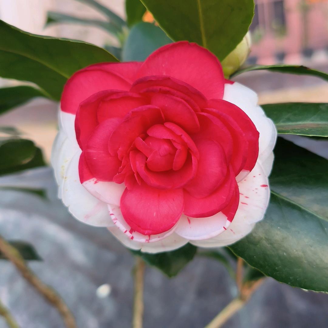 漳平市永福秀红花木场的小店