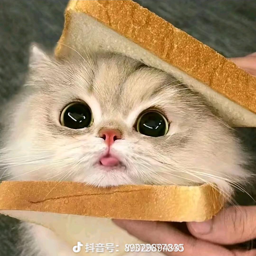 @语扇