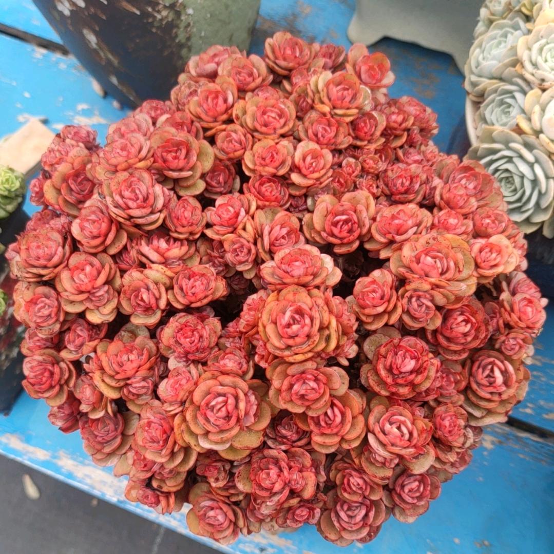 进哥哥爱多肉