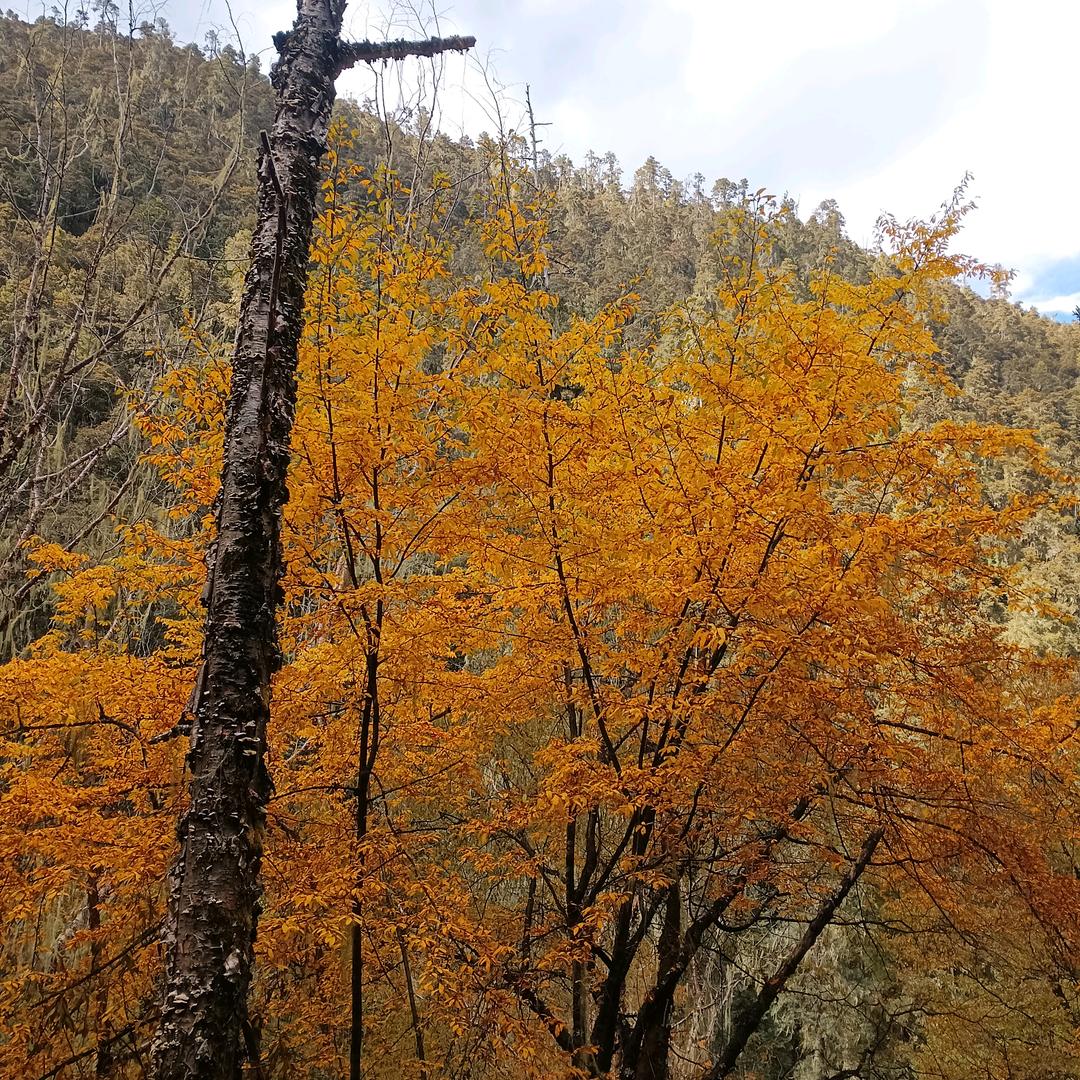 大山里的中年大叔