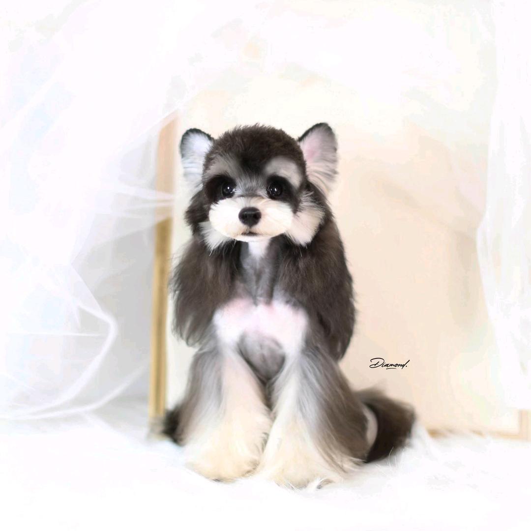 A1·雪纳瑞-小助理