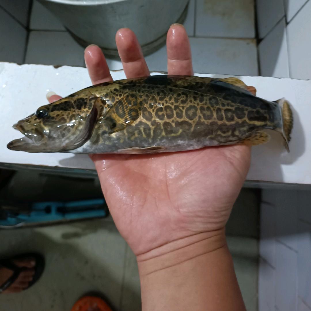 小鱼杀手