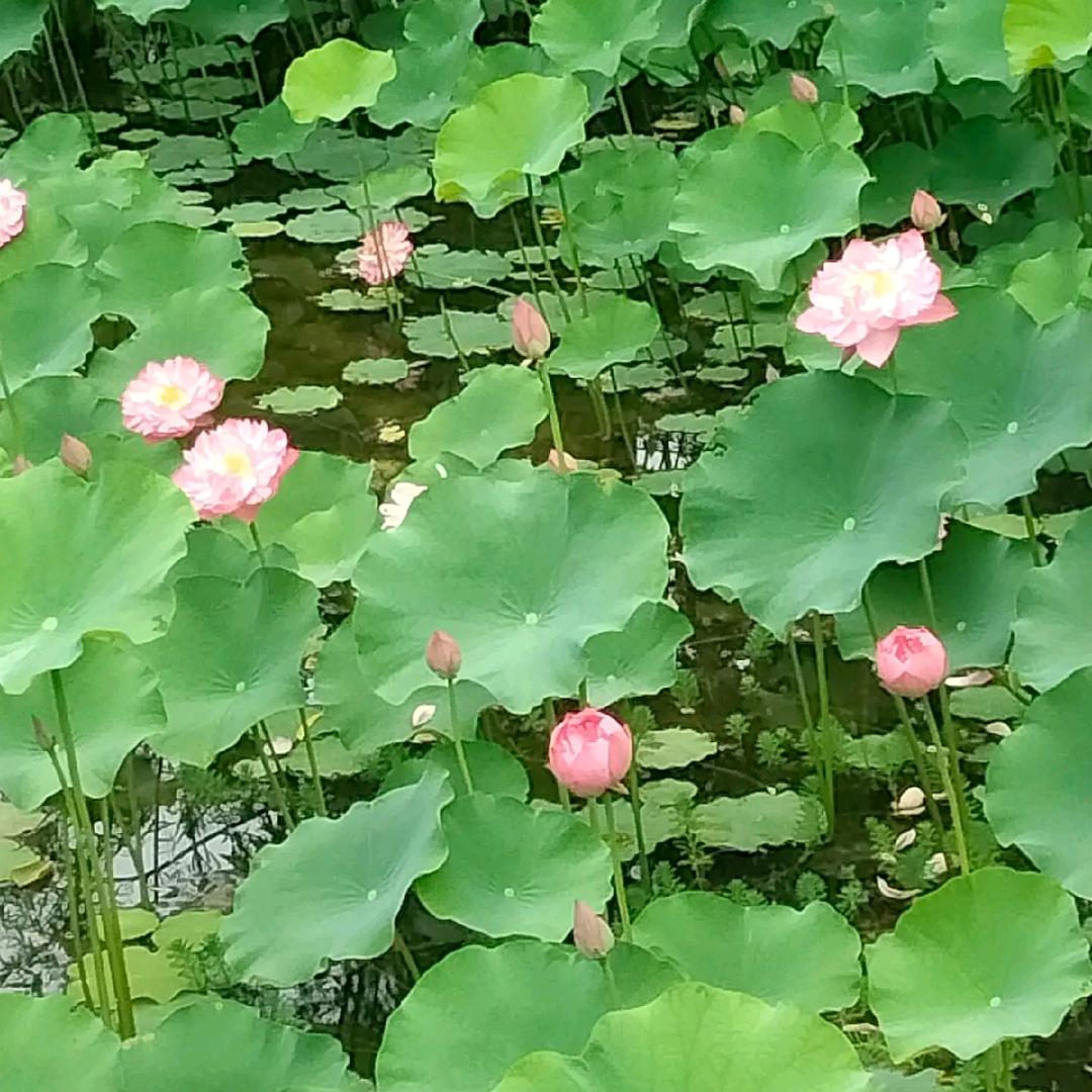 ＠_＠梧桐树&梧桐花^O^