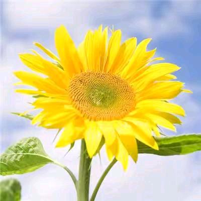 开心快乐每一天