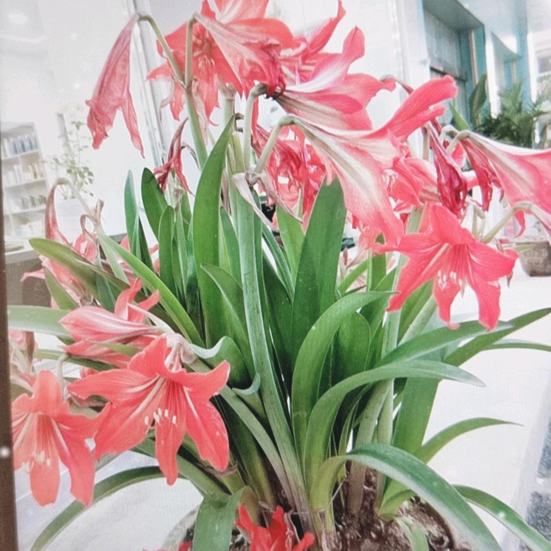 洁宝 琪宝