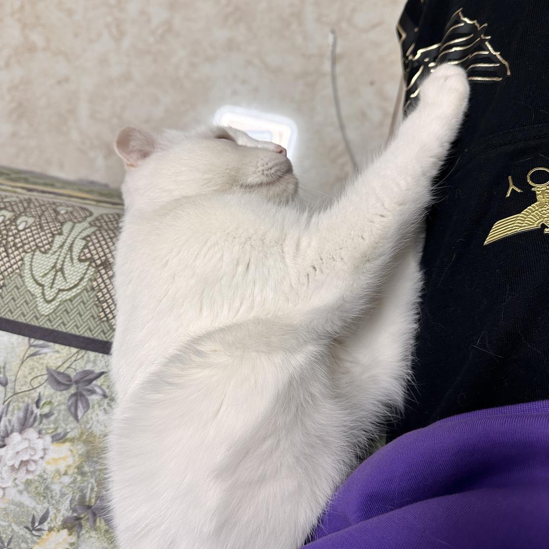 把梦说给风