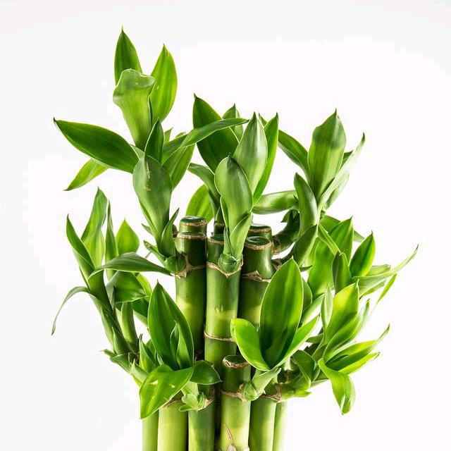 小张瓜子