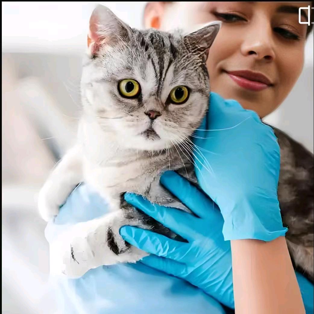 专业养宠小嘉老师(专注宠物猫狗问题)