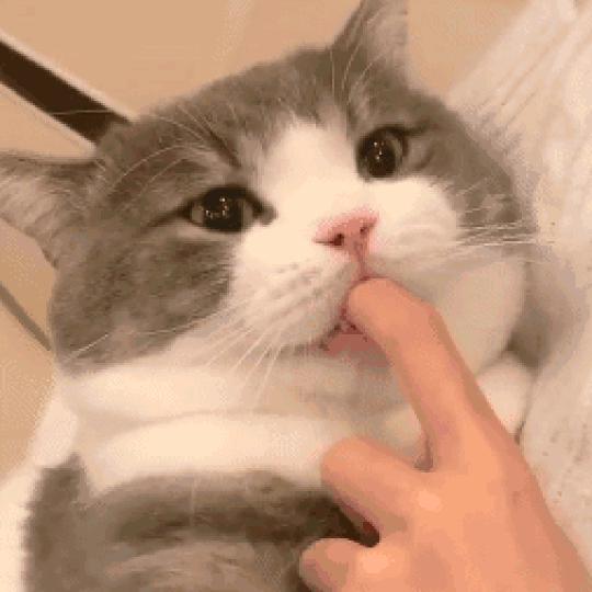 Kiyuis